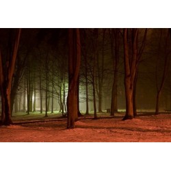 Papier peint forêt de nuit